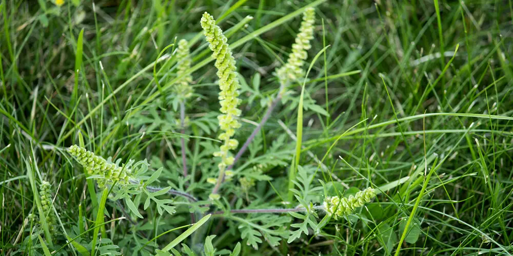 wilson-a-chaque-probleme-de-mauvaises-herbes-sa-solution-04