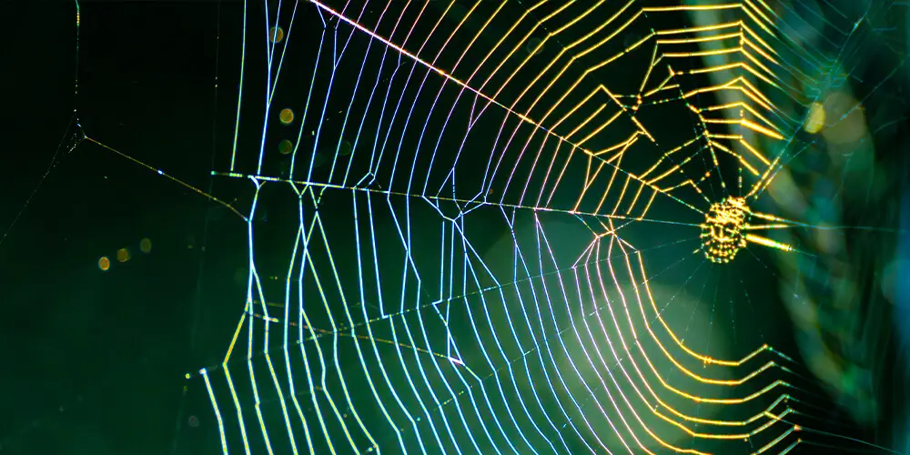 wilson-life-cycle-of-spider-03
