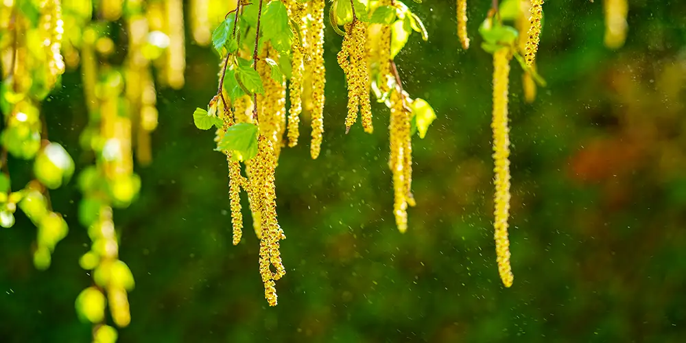 Seasonal allergy caused in spring by trees, pollen due to birch blossoms.