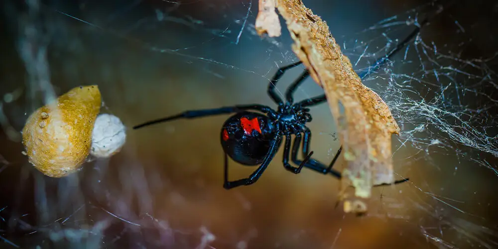 wilson-how-to-get-rid-of-spiders-04