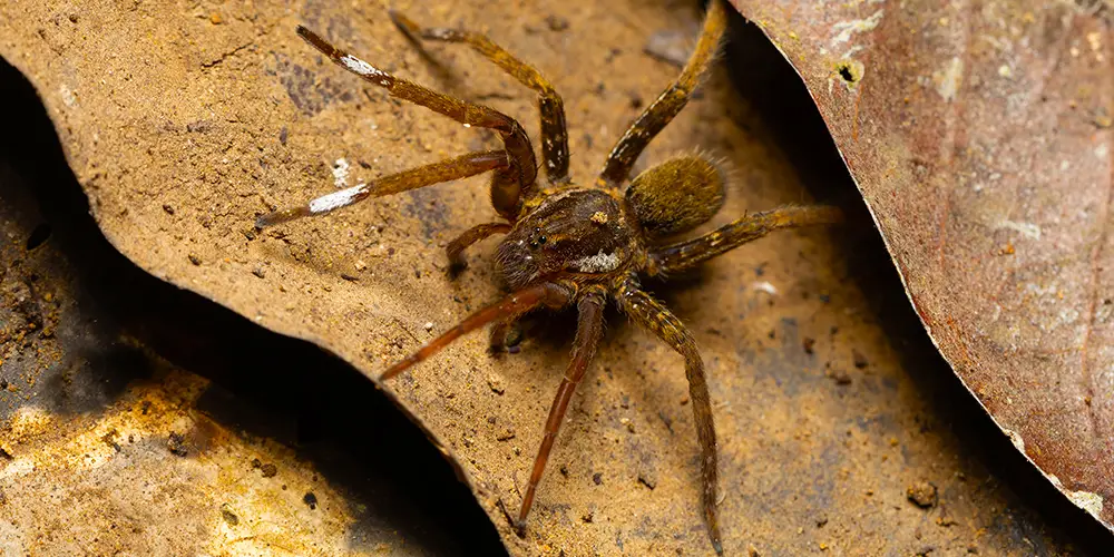 wilson-most-common-spider-canada-08
