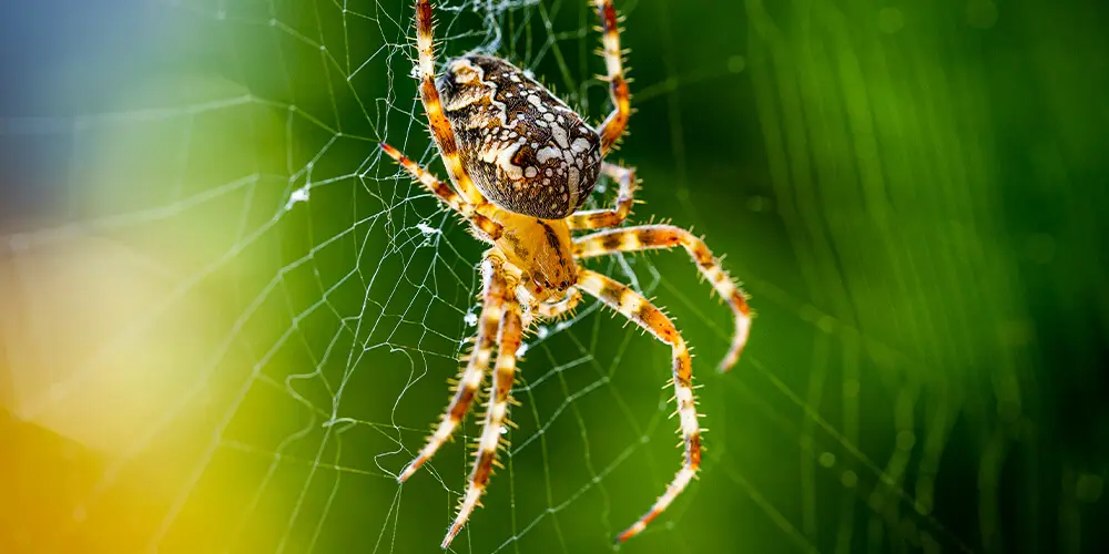 wilson-life-cycle-of-spider-02