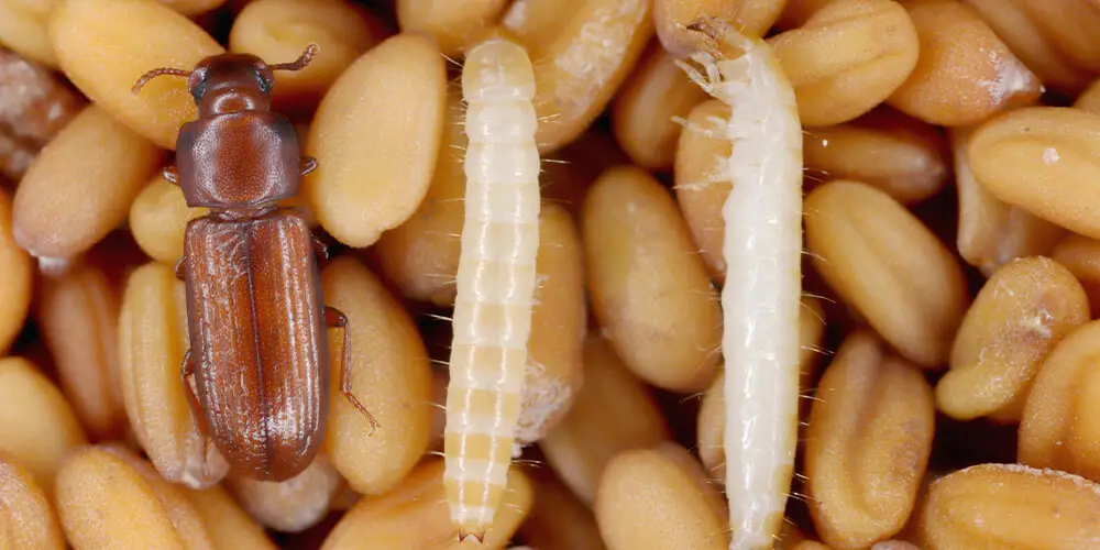 Les phases du cycle de vie du tribolium de la farine à l’état de larve et d’insecte adulte.