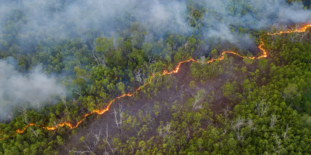 L’impact des variations de température sur les rongeurs et l'impact de l’augmentation des précipitations favorise les infestations Comment le changement climatique favorise les infestations? Comment le climat influence les espèces?