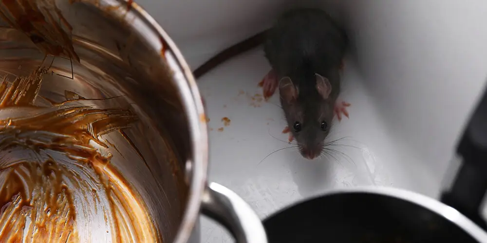 wilson-do-rats-attack-03