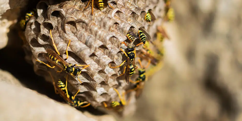 wilson-wasp-nest-07