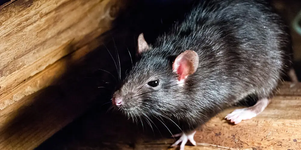 wilson-do-rats-attack-02