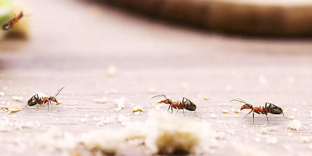 wilson-comment-se-debarrasser-des-fourmis-a-l-interieur-03