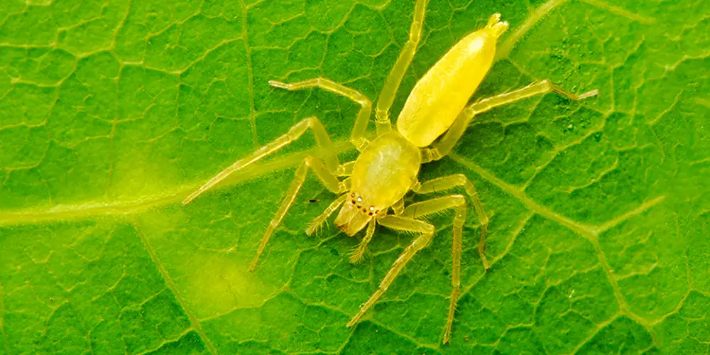 wilson-most-common-spider-canada-08