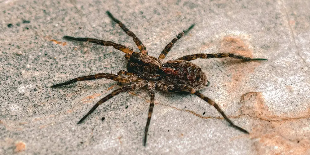 wilson-most-common-spider-canada-03