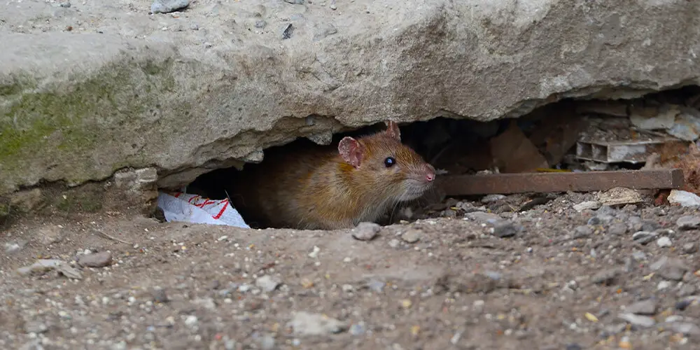 A rat hiding in a hole it dug under a sidewalk.
