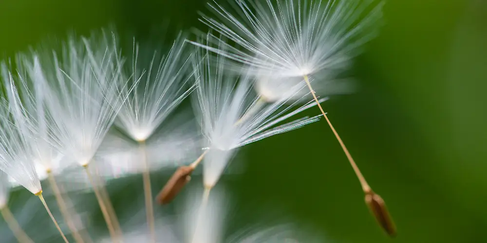 wilson-treat-weeds-fall-03