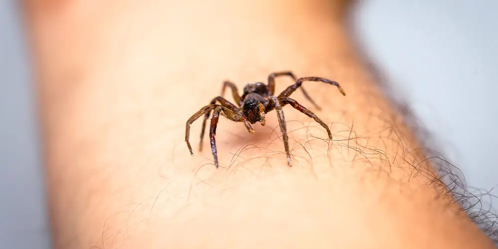 wilson-arachnophobia-fear-of-spiders-04