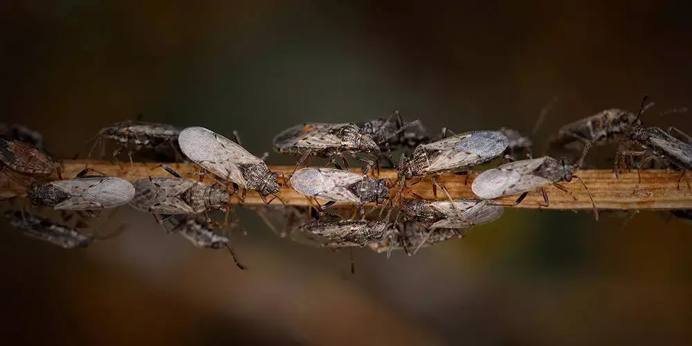 How-to-control-chinch-bugs-01