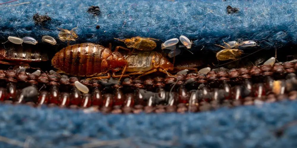 Des puces de lit se multiplient dans les coutures d’un matelas ou d’un vêtement.