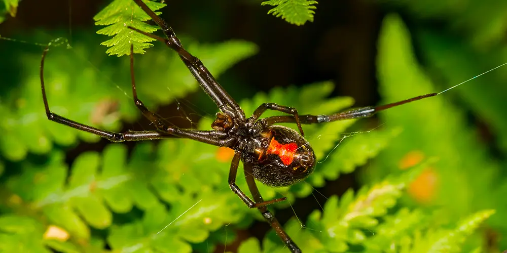 wilson-most-common-spider-canada-10
