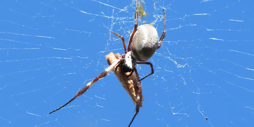 wilson-most-common-spider-canada-05