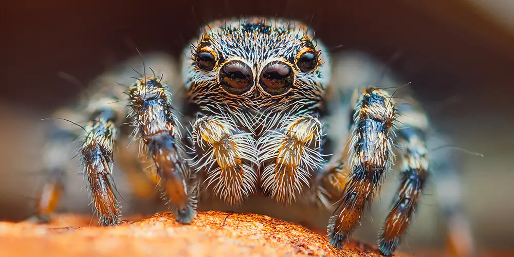 wilson-life-cycle-of-spider-04