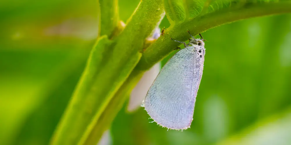 Petit papillon blanc. aleurode, qui se nourrit de la sève des plantes et se propagent rapidement d'une plante à une autre.