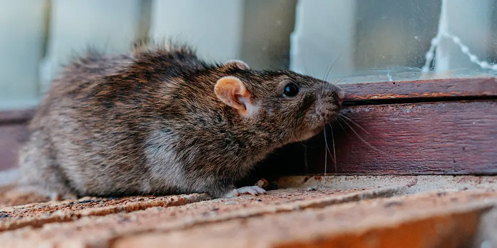 Sewer rat in the living room of a house.