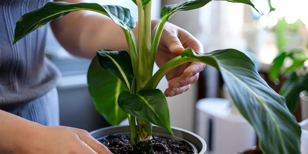 Une femme inspecte les feuilles et les tiges d'une plante tropicale afin de s'assurer qu'il n'y pas d'insectes.
