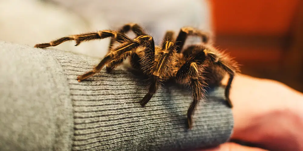 wilson-arachnophobia-fear-of-spiders-06