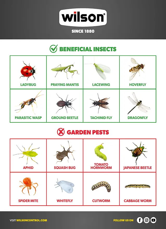 WILSON Table showing beneficial and harmful insects in the garden