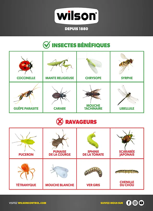 WILSON Tableau présentant les insectes bénéfiques et les insectes nuisibles au jardin