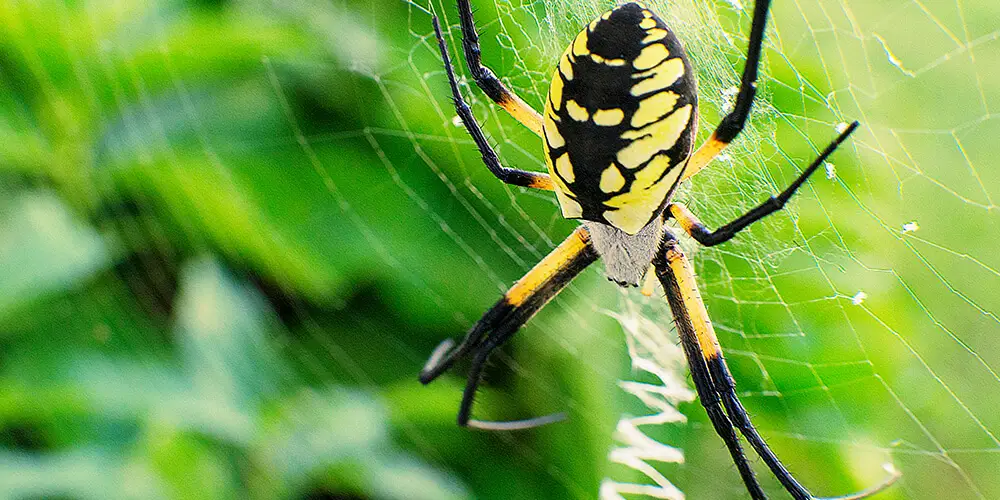 wilson-most-common-spider-canada-07