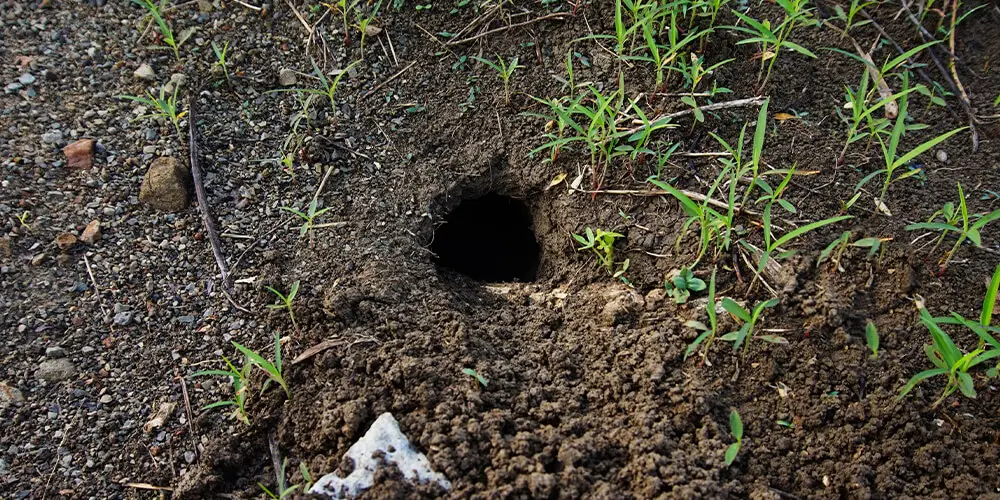 Presence of a rat burrow still in use in the garden.