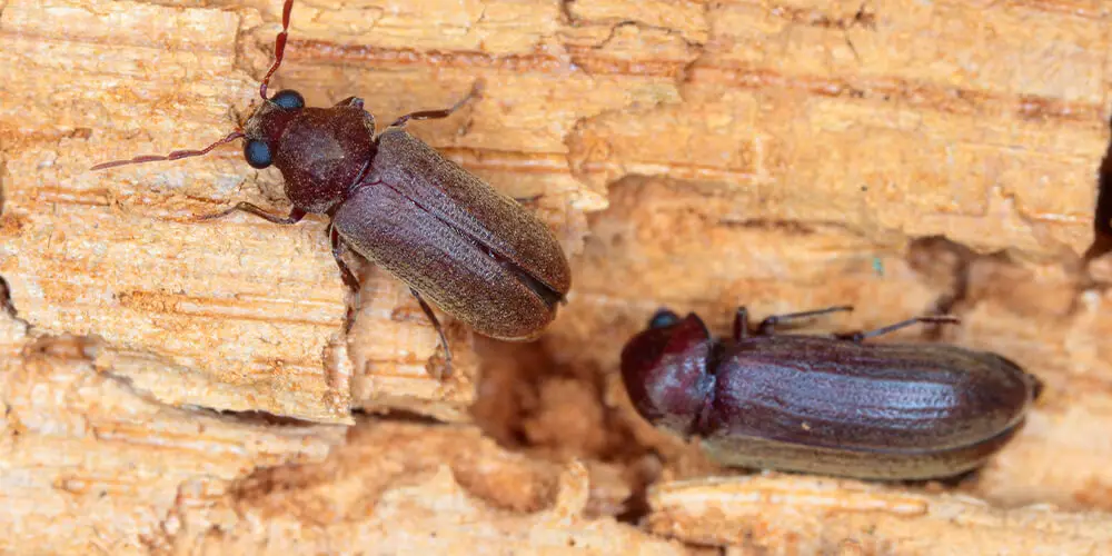 Deux insectes qui vivent dans le bois de chauffage dans la maison