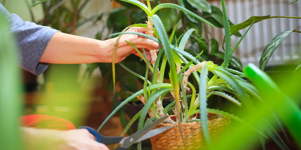 Une femme qui entretien une plante d'intérieur et coupe les feuilles endommagées.