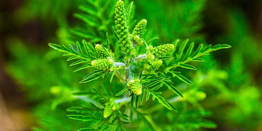 Close-up of a ragweed flower.