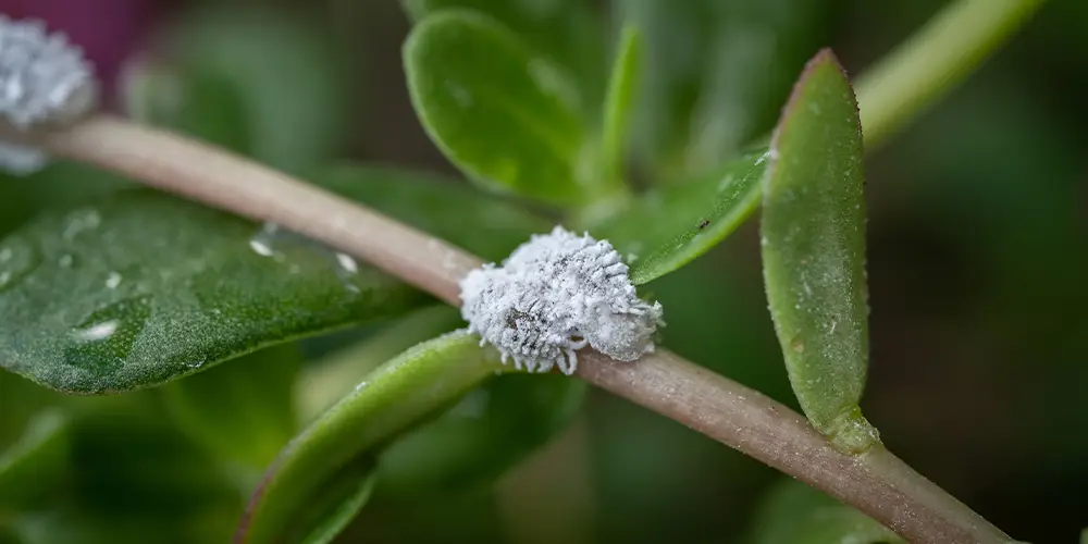 Une plante arbre de Jade avec un problème de cochenille farineuse.