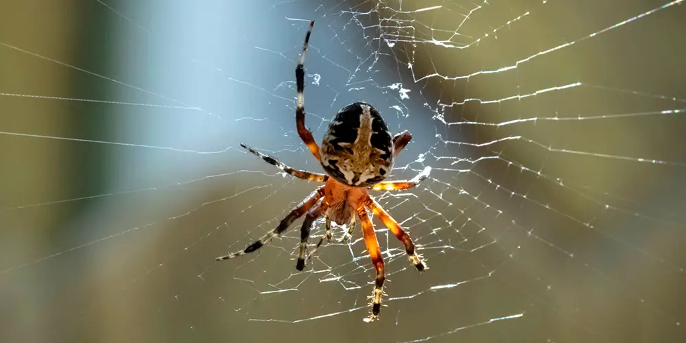 wilson-most-common-spider-canada-02
