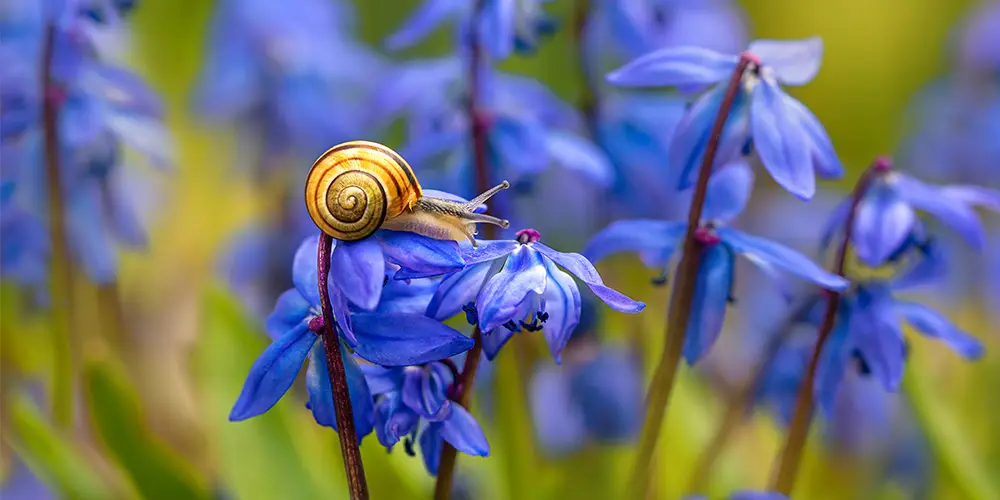 lutter-contre-limaces-escargots-jardin-04