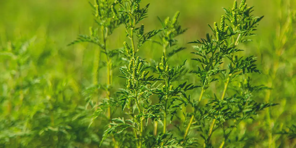 Ragweed in bloom in a vacant lot.