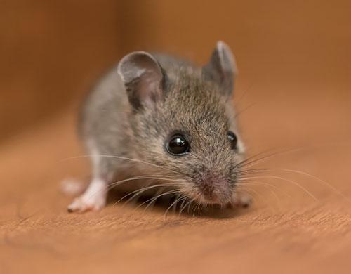 Rodenticide en granules pour rats et souris MOUSE OUT de Wilson (720 g)