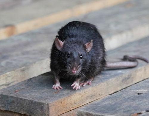 La mort aux rats, mortelle pour nos animaux de compagnie - Poigny