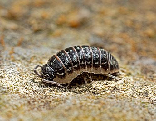 Exterminateur Pesticide Aérosol Annuel à La Maison à L'extérieur Dans Le  Jardin Pour Empêcher Termite Et Insecte Pas De Gant Et Sé Clips Vidéos -  Vidéo du gant, extérieur: 250248569