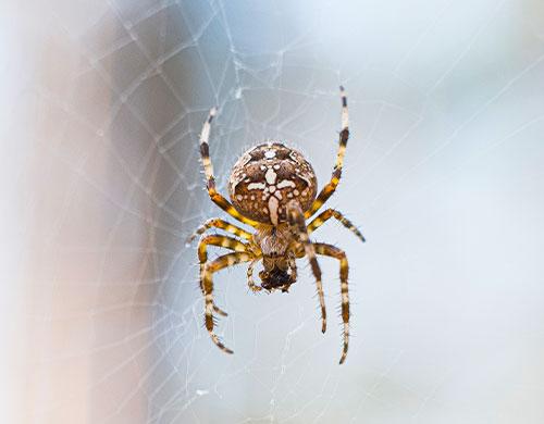 Qqmora Attrape-araignées Attrape-araignée Portable, outil de d'insectes  portatif pratique pour le jardin (jaune) jardin piege Jaune