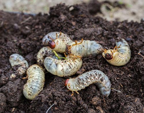 How and when to Get Rid of Grubs.Naturally Nematodes! - The Art of Doing  Stuff