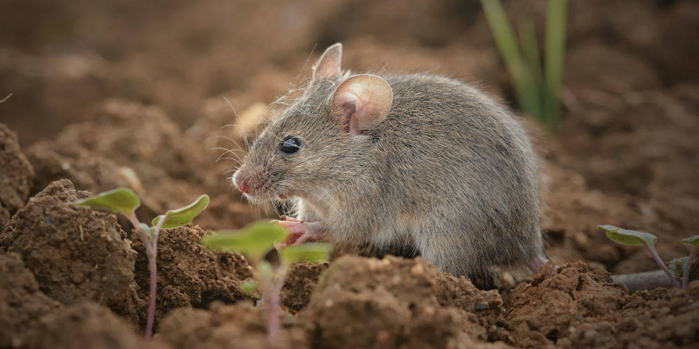 shallyong Piège à Souris Vivants, 4 Pièces Cage à Rats, Piege a