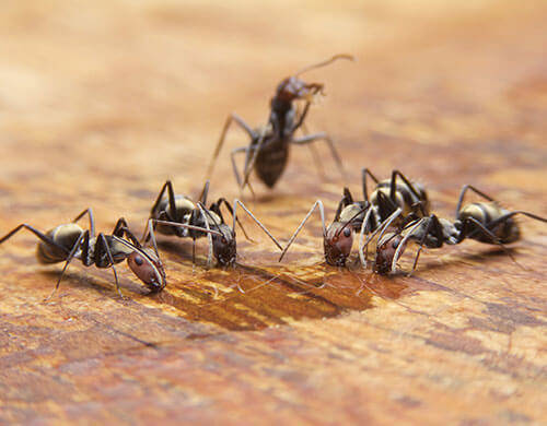 Carpenter ants 