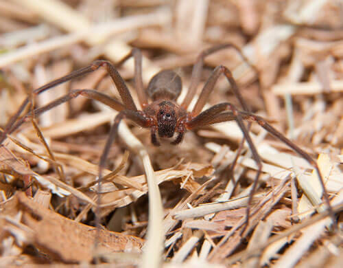 Brown spider