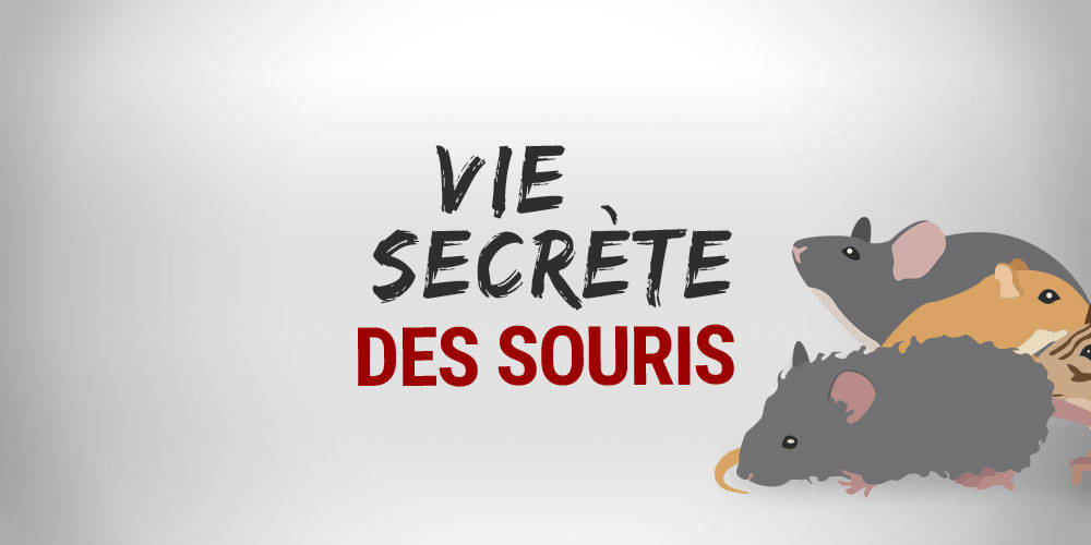 La vie secrète des souris Wilson Control
