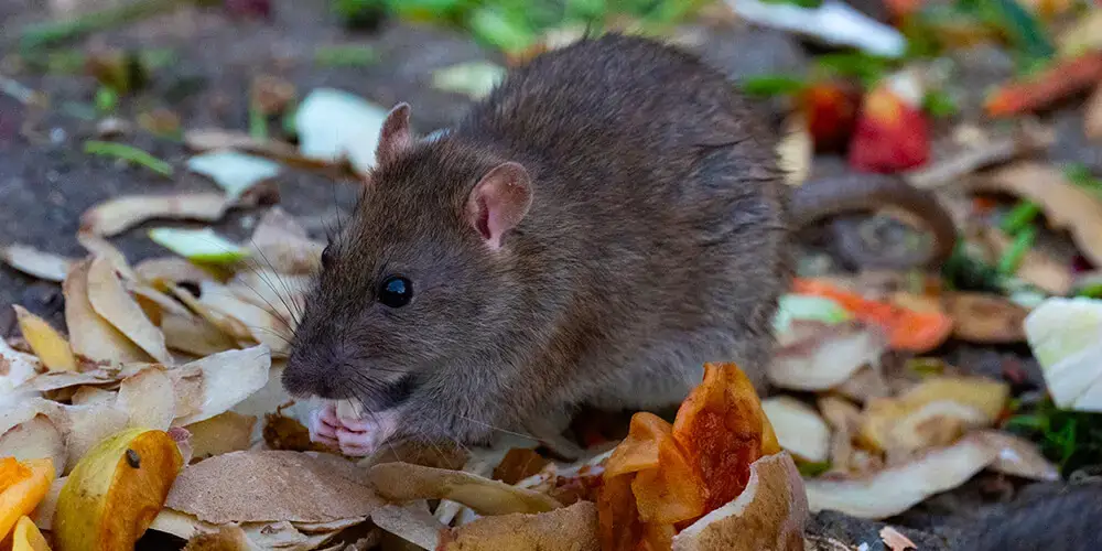 wilson-preventing-rats-entering-home-01