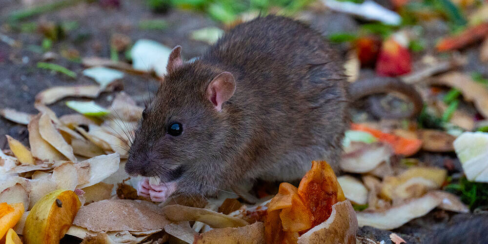 wilson-preventing-rats-entering-home-01