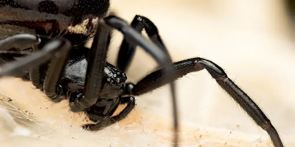 wilson-arachnophobia-fear-of-spiders-01