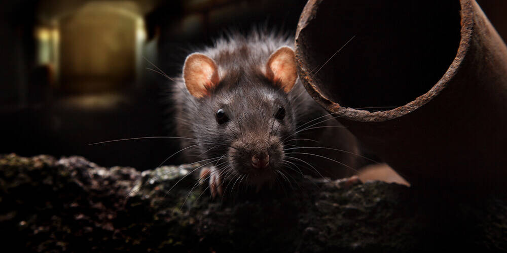 wilson-do-rats-attack-01